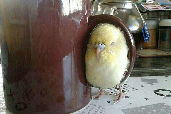 Birds that will make you laugh out loud