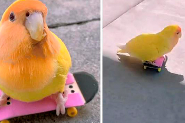 Birds that will make you laugh out loud