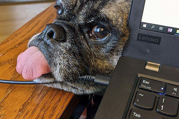 Dogs and cats face home working