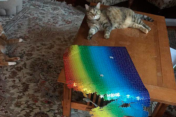 Proof of how difficult it is to finish a puzzle if there is a cat around