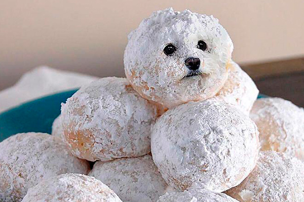 Funny pictures of dogs photoshopped in food