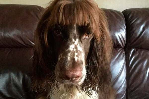 People that groom their dog with disastrous results