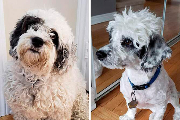 People that groom their dog with disastrous results